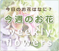 今日のお花はなに？ 今週のお花 weekly flowers